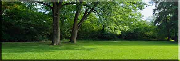 Mosquito Free Yard