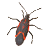 Box Elder Bug