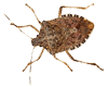 Stink Bug