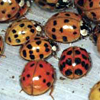 Asian Beetles